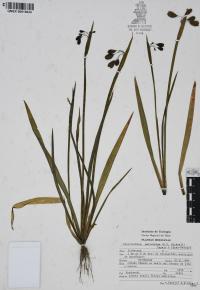 Sisyrinchium serrulatum image